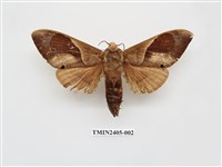 藏品(大褐斑枯葉蛾)的圖片